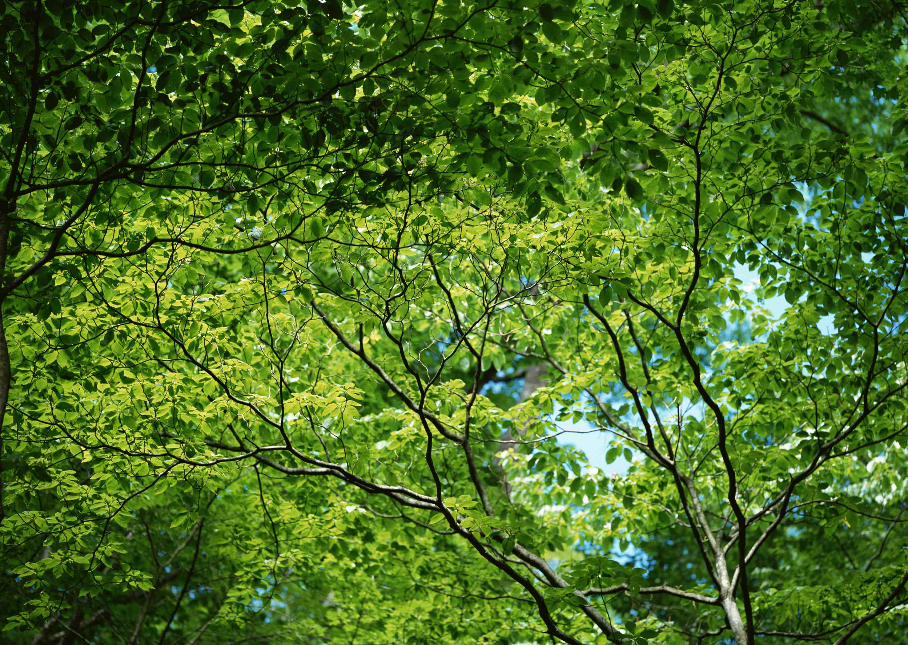 �����T��